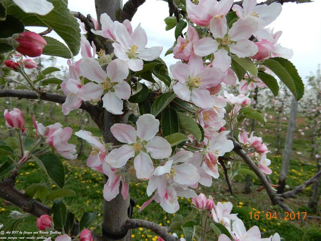Blüten - Meer - Rheinhessen