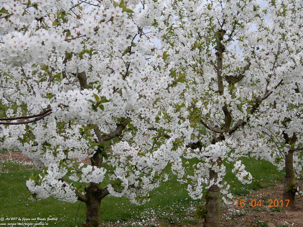 Blüten - Meer - Rheinhessen