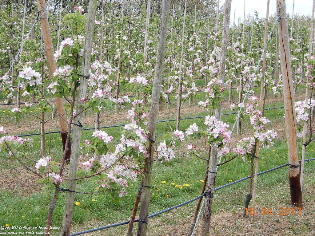 Blüten - Meer - Rheinhessen