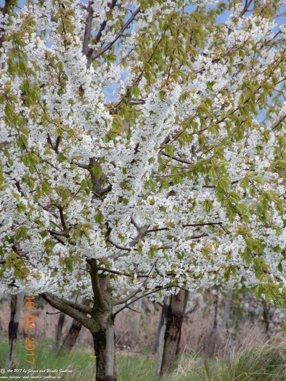 Blüten - Meer - Rheinhessen