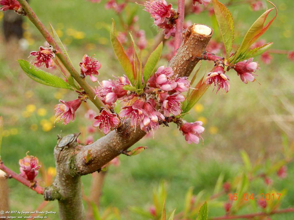 Blüten - Meer - Rheinhessen