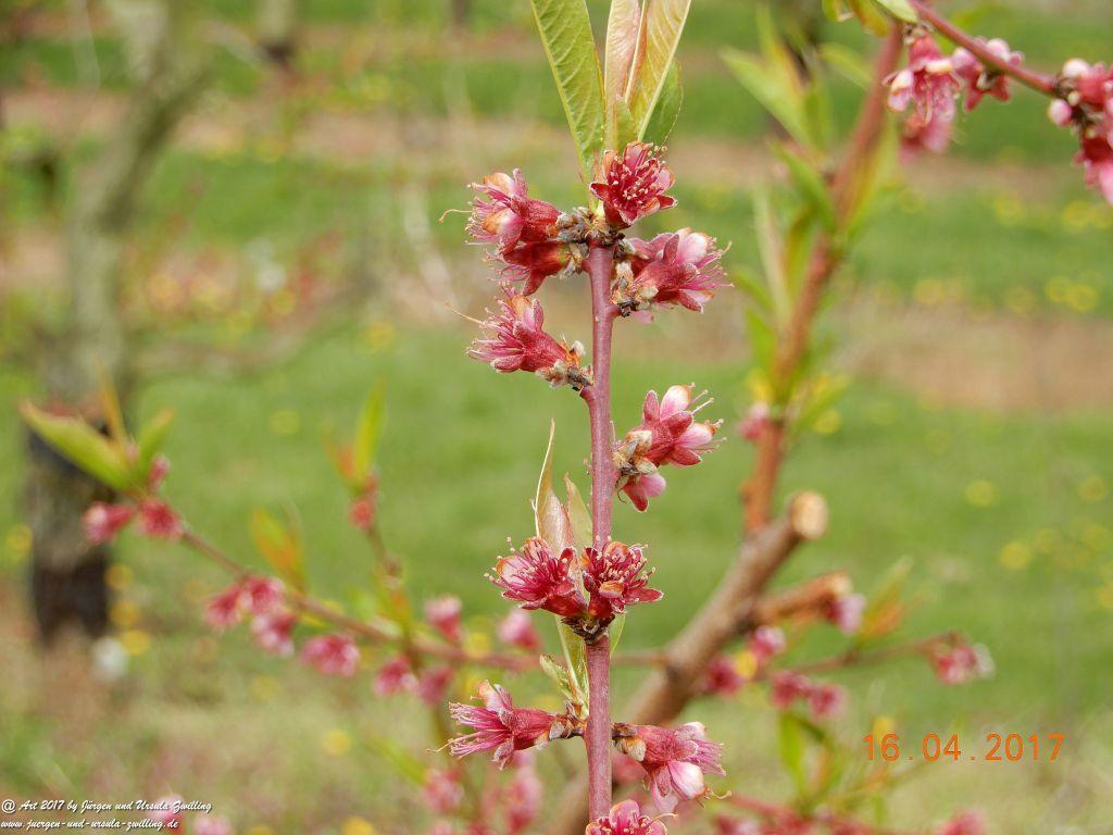 Blüten - Meer - Rheinhessen