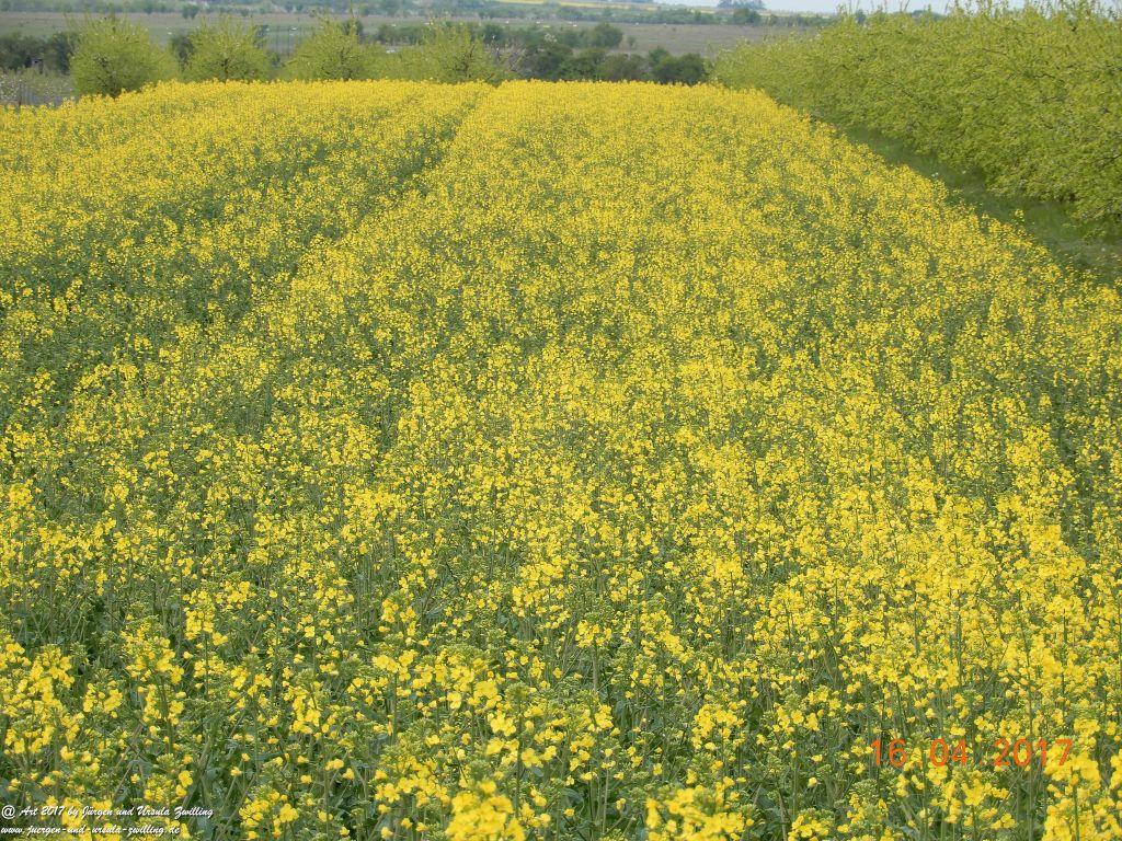 Blüten - Meer - Rheinhessen