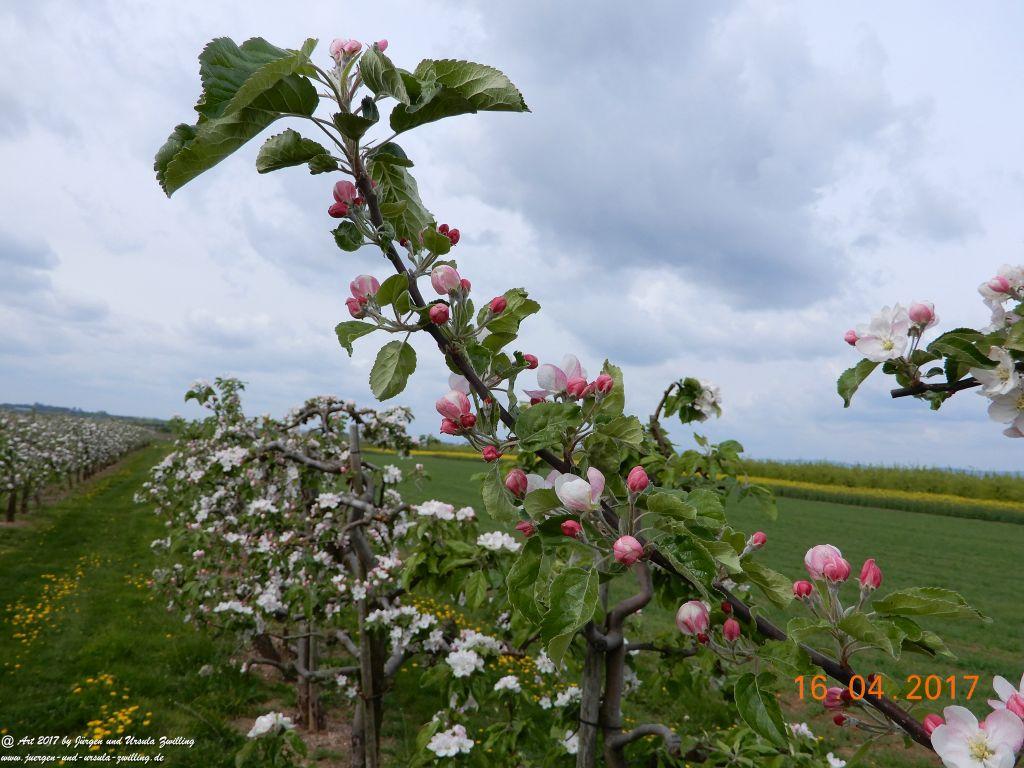 Blüten - Meer - Rheinhessen
