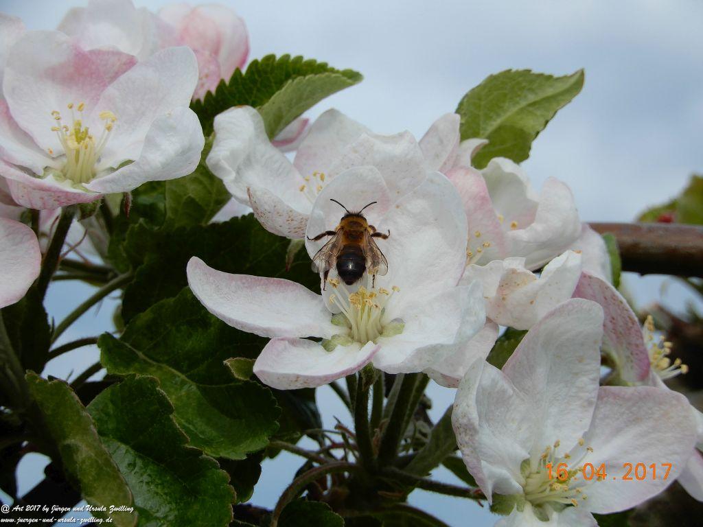 Blüten - Meer - Rheinhessen