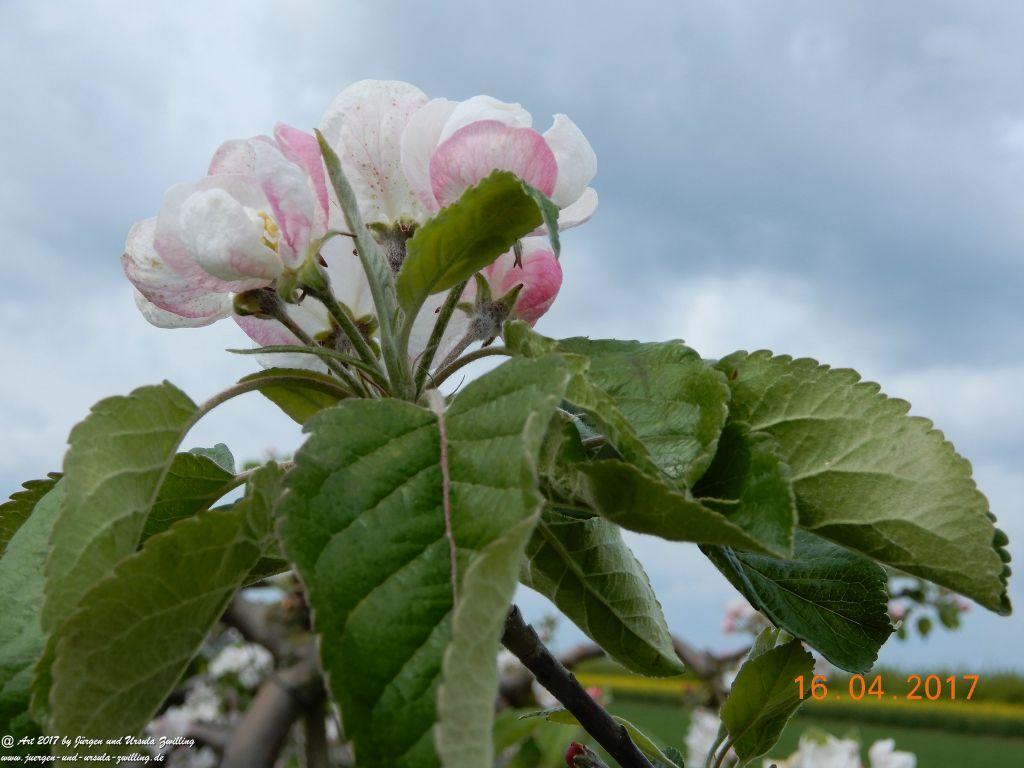 Blüten - Meer - Rheinhessen