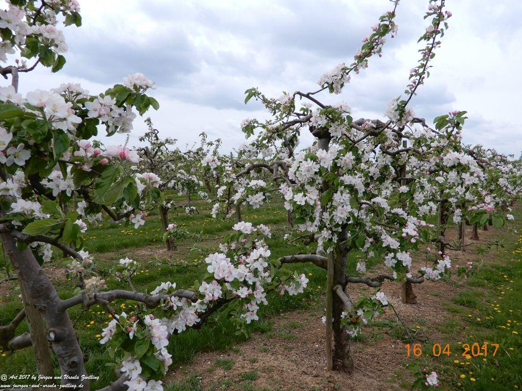 Blüten - Meer - Rheinhessen