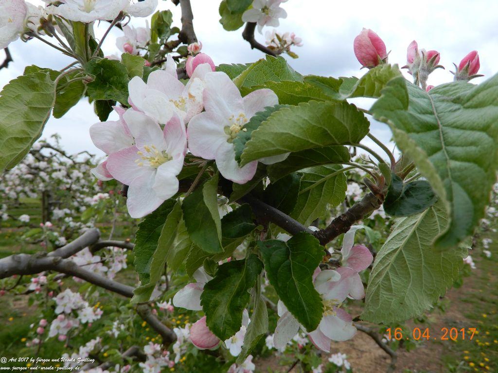 Blüten - Meer - Rheinhessen