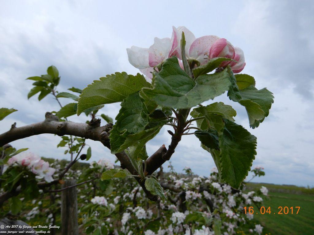 Blüten - Meer - Rheinhessen