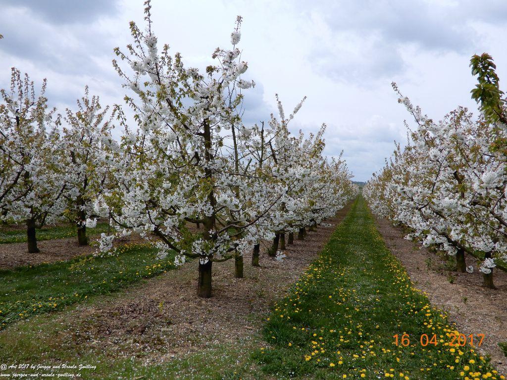 Blüten - Meer - Rheinhessen