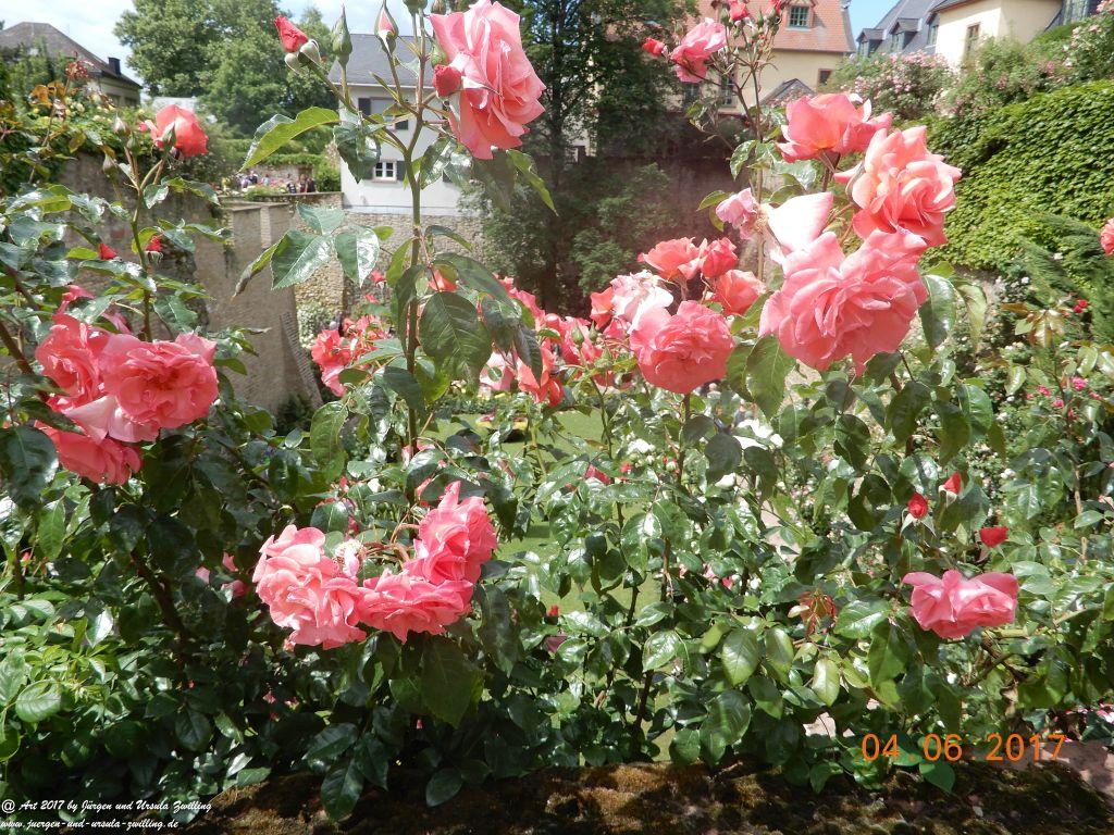 Eltville am Rhein - Rosentage