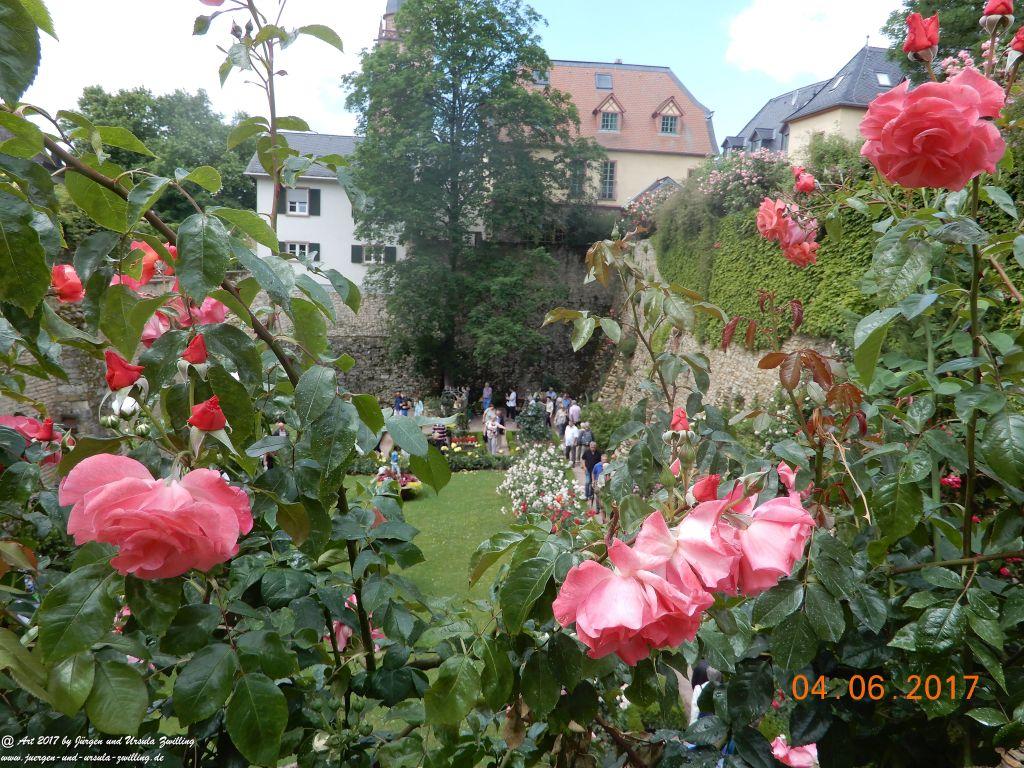 Eltville am Rhein - Rosentage