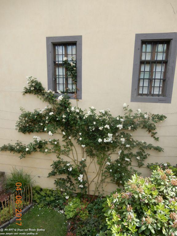 Eltville am Rhein - Rosentage