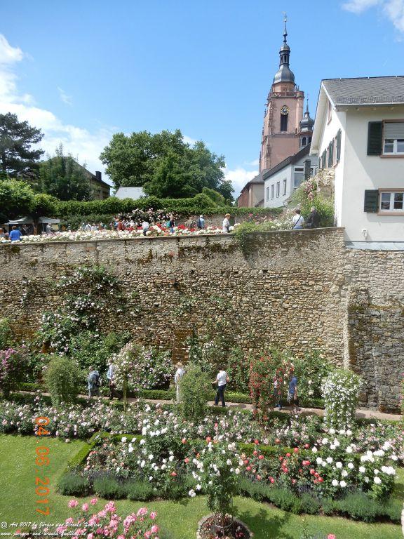 Eltville am Rhein - Rosentage