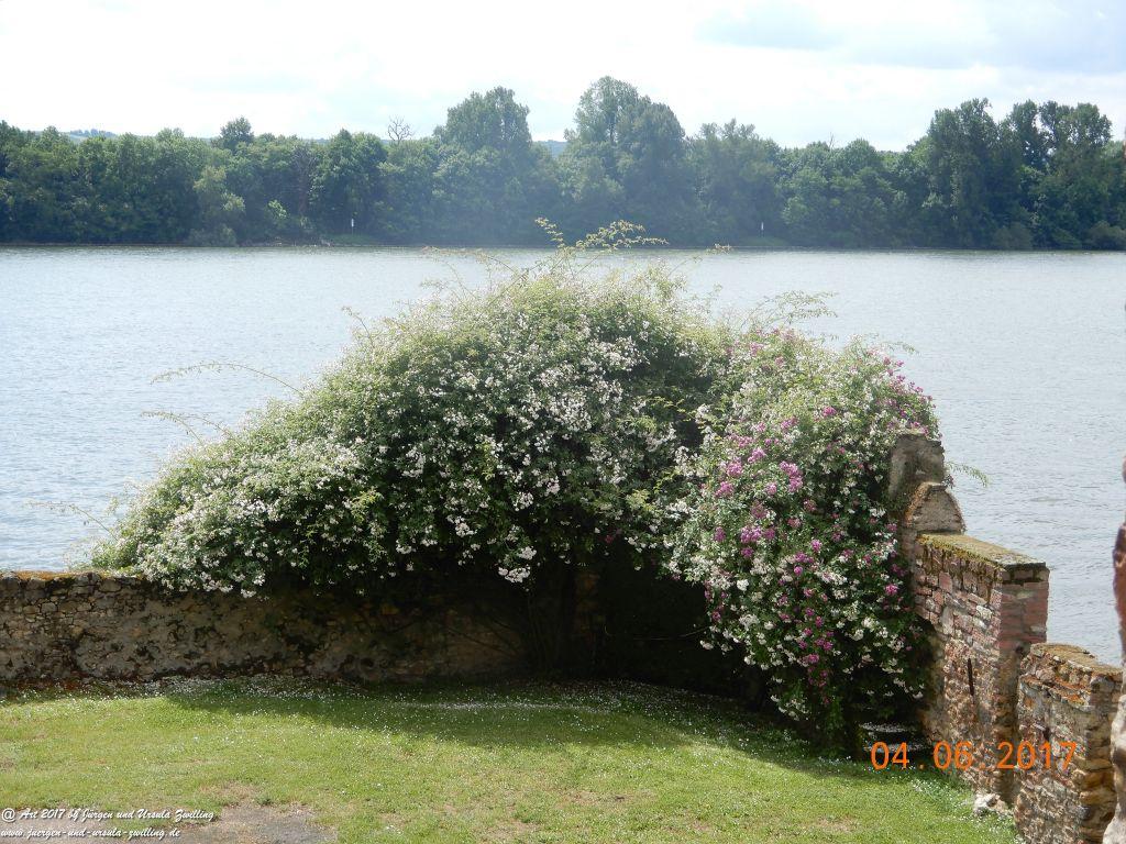 Eltville am Rhein - Rosentage
