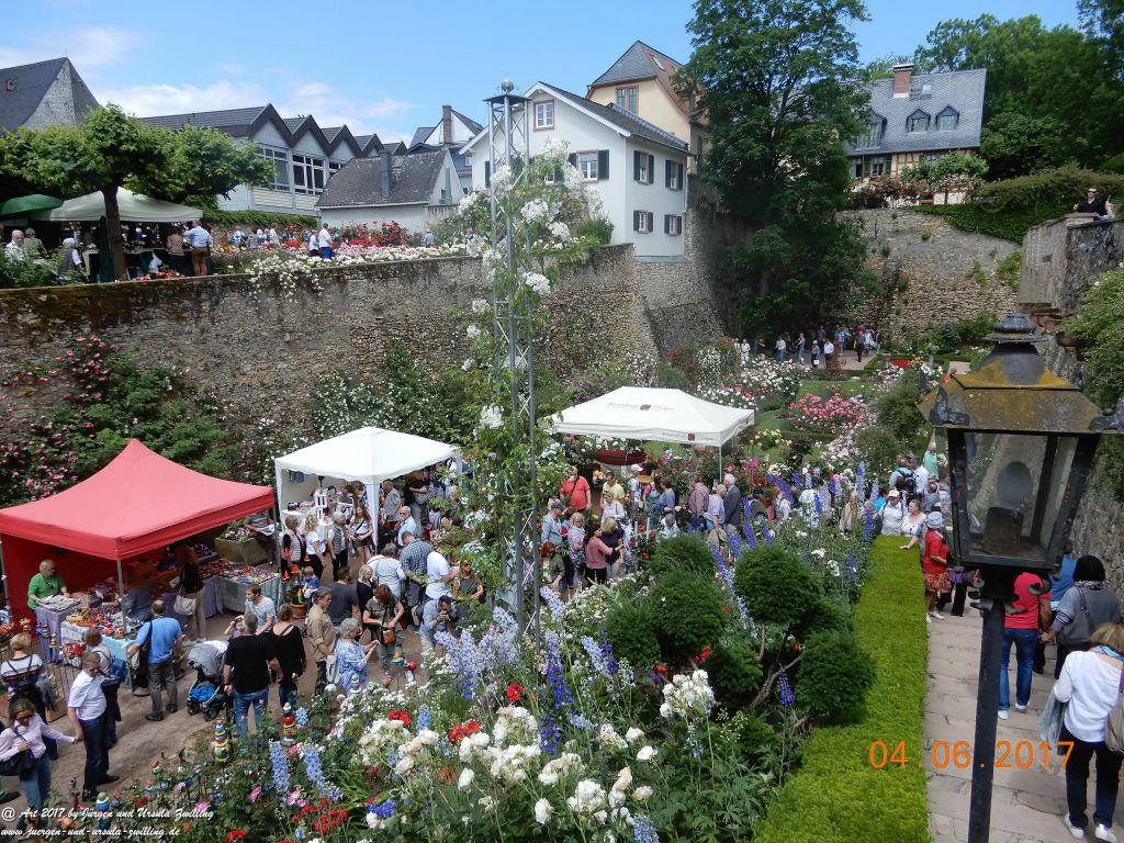 Eltville am Rhein - Rosentage