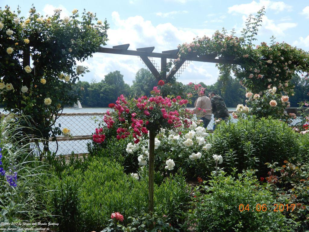 Eltville am Rhein - Rosentage