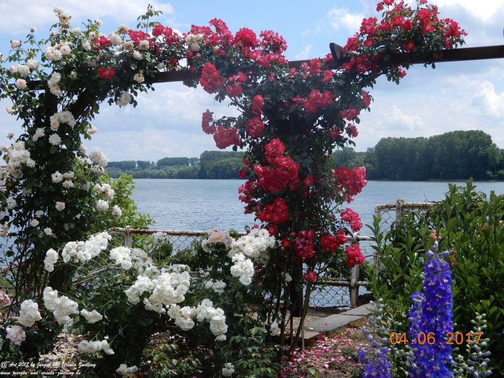 Eltville am Rhein - Rosentage