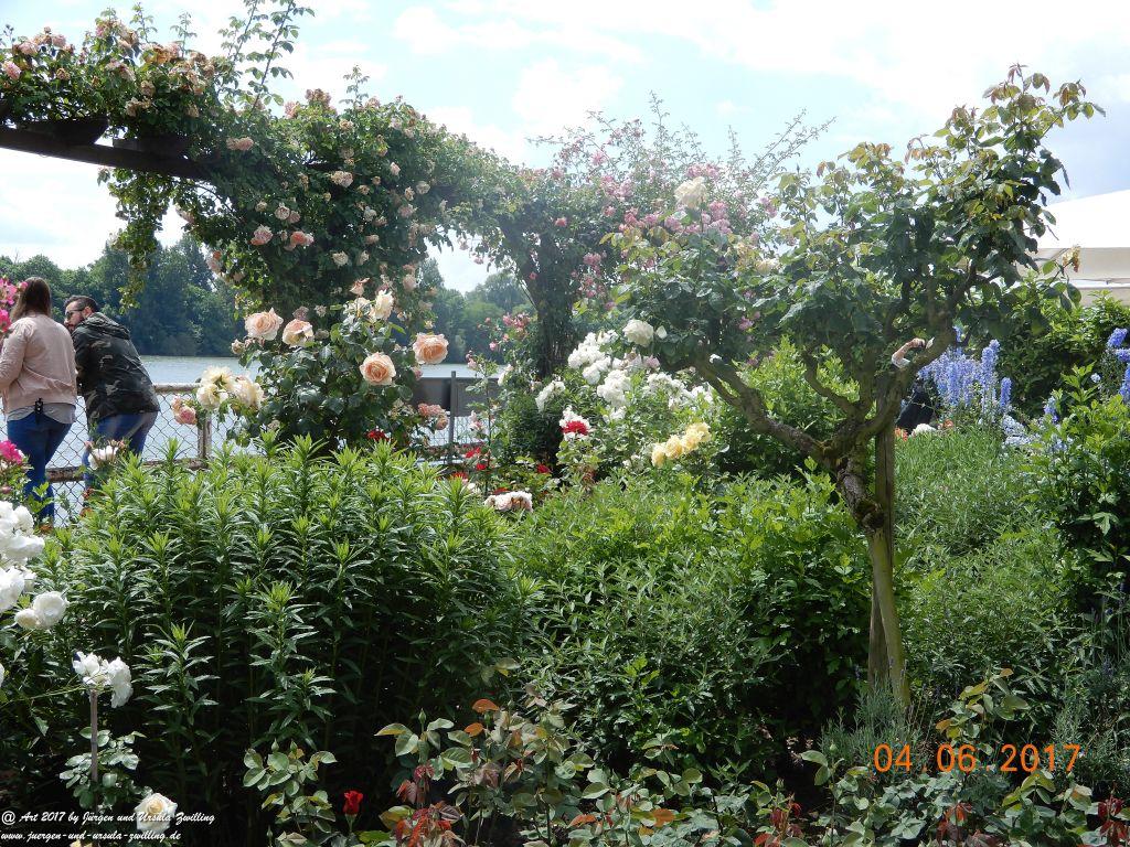 Eltville am Rhein - Rosentage