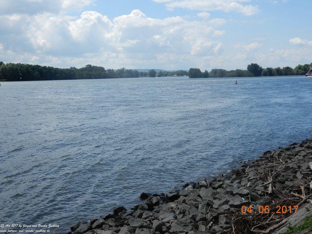 Eltville am Rhein - Rosentage