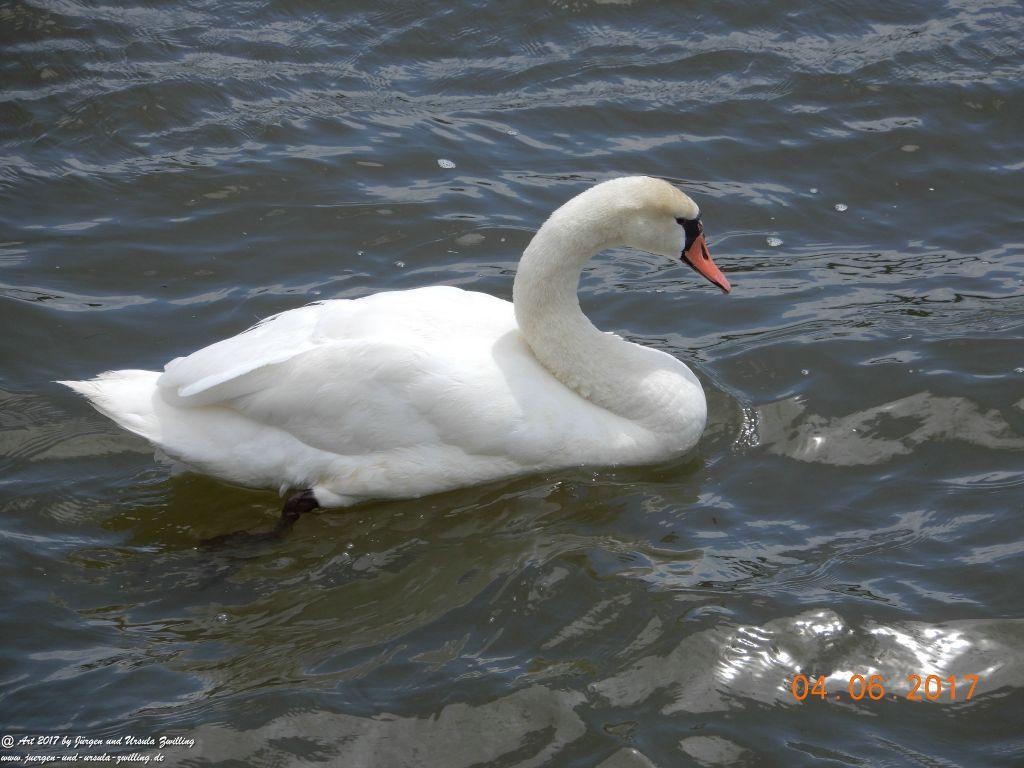 Eltville am Rhein - Rosentage